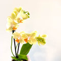 Phalaenopsis 'Mexico' - Lime Moth Orchid - Sprouts of Bristol