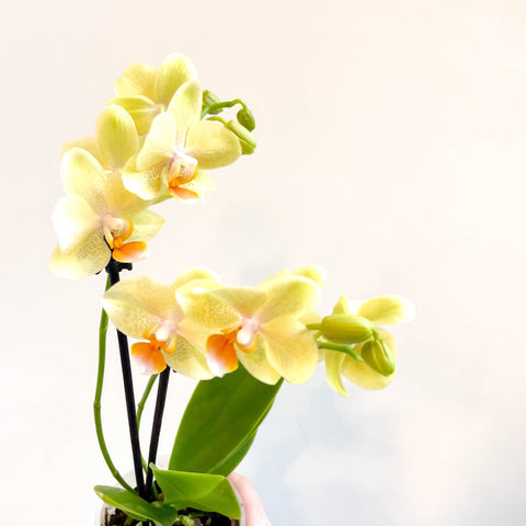 Phalaenopsis 'Mexico' - Lime Moth Orchid - Sprouts of Bristol