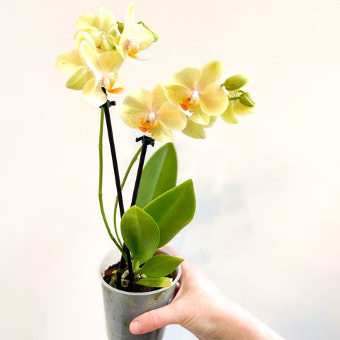 Phalaenopsis 'Mexico' - Lime Moth Orchid - Sprouts of Bristol