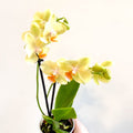 Phalaenopsis 'Mexico' - Lime Moth Orchid - Sprouts of Bristol