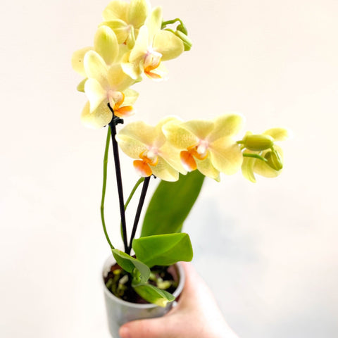 Phalaenopsis 'Mexico' - Lime Moth Orchid - Sprouts of Bristol