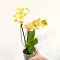 Phalaenopsis 'Mexico' - Lime Moth Orchid - Sprouts of Bristol