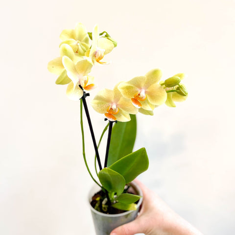 Phalaenopsis 'Mexico' - Lime Moth Orchid - Sprouts of Bristol