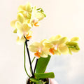 Phalaenopsis 'Mexico' - Lime Moth Orchid - Sprouts of Bristol