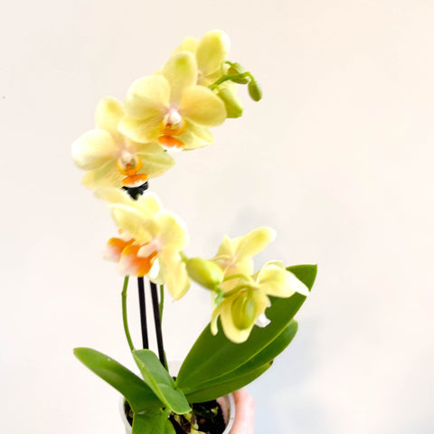 Phalaenopsis 'Mexico' - Lime Moth Orchid - Sprouts of Bristol