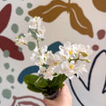 Phalaenopsis Mini Wild White Moth Orchid – Cloud Series - Sprouts of Bristol