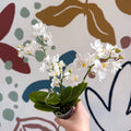 Phalaenopsis Mini Wild White Moth Orchid – Cloud Series - Sprouts of Bristol