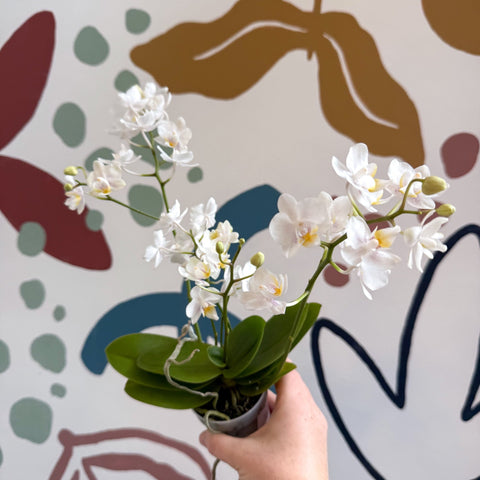 Phalaenopsis Mini Wild White Moth Orchid – Cloud Series - Sprouts of Bristol