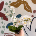Phalaenopsis Mini Wild White Moth Orchid – Cloud Series - Sprouts of Bristol