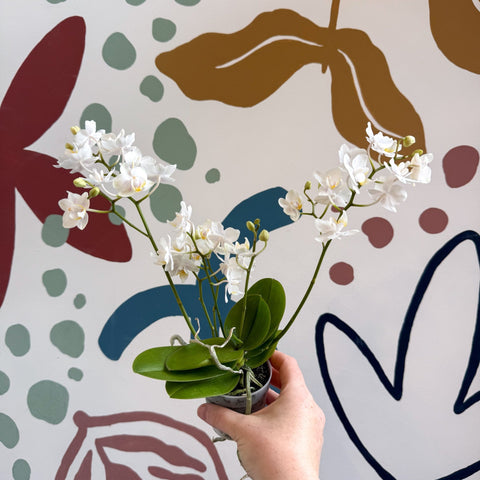 Phalaenopsis Mini Wild White Moth Orchid – Cloud Series - Sprouts of Bristol