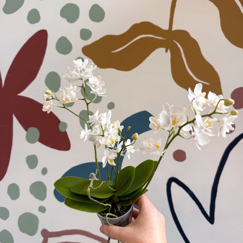 Phalaenopsis Mini Wild White Moth Orchid – Cloud Series - Sprouts of Bristol