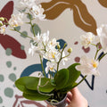 Phalaenopsis Mini Wild White Moth Orchid – Cloud Series - Sprouts of Bristol