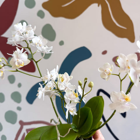 Phalaenopsis Mini Wild White Moth Orchid – Cloud Series - Sprouts of Bristol