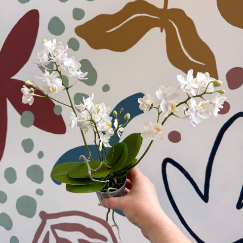 Phalaenopsis Mini Wild White Moth Orchid – Cloud Series - Sprouts of Bristol
