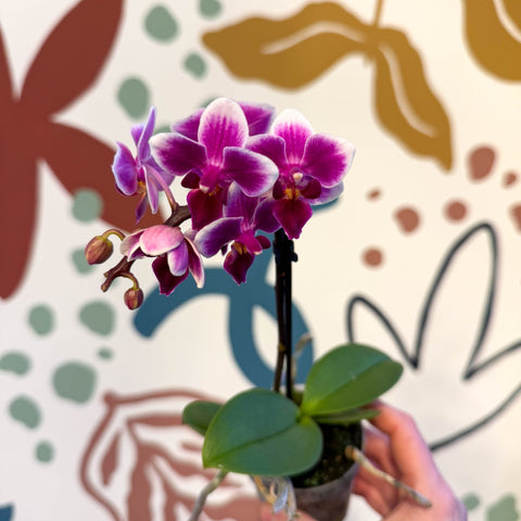 Phalaenopsis 'Nikki' - Moth Orchid - Sprouts of Bristol