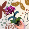 Phalaenopsis 'Nikki' - Moth Orchid - Sprouts of Bristol