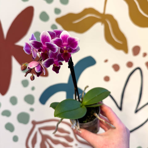 Phalaenopsis 'Nikki' - Moth Orchid - Sprouts of Bristol