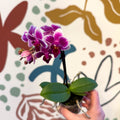 Phalaenopsis 'Nikki' - Moth Orchid - Sprouts of Bristol