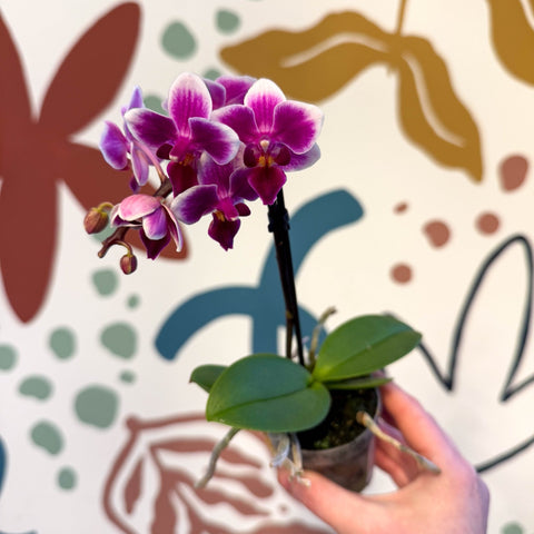 Phalaenopsis 'Nikki' - Moth Orchid - Sprouts of Bristol