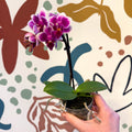 Phalaenopsis 'Nikki' - Moth Orchid - Sprouts of Bristol