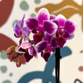 Phalaenopsis 'Nikki' - Moth Orchid - Sprouts of Bristol