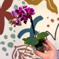 Phalaenopsis 'Nikki' - Moth Orchid - Sprouts of Bristol