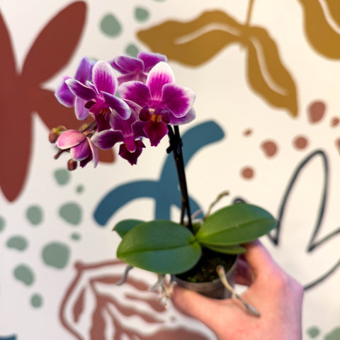 Phalaenopsis 'Nikki' - Moth Orchid - Sprouts of Bristol