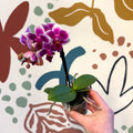 Phalaenopsis 'Nikki' - Moth Orchid - Sprouts of Bristol