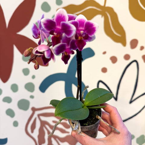 Phalaenopsis 'Nikki' - Moth Orchid - Sprouts of Bristol