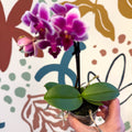 Phalaenopsis 'Nikki' - Moth Orchid - Sprouts of Bristol