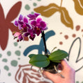 Phalaenopsis 'Nikki' - Moth Orchid - Sprouts of Bristol