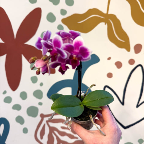 Phalaenopsis 'Nikki' - Moth Orchid - Sprouts of Bristol