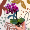 Phalaenopsis 'Nikki' - Moth Orchid - Sprouts of Bristol