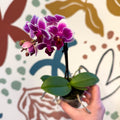 Phalaenopsis 'Nikki' - Moth Orchid - Sprouts of Bristol