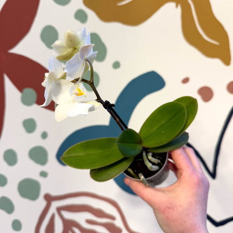 Phalaenopsis 'Noor' - Moth Orchid - Sprouts of Bristol