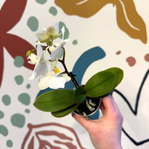 Phalaenopsis 'Noor' - Moth Orchid - Sprouts of Bristol