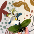 Phalaenopsis 'Noor' - Moth Orchid - Sprouts of Bristol