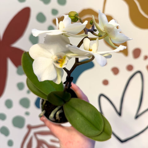 Phalaenopsis 'Noor' - Moth Orchid - Sprouts of Bristol