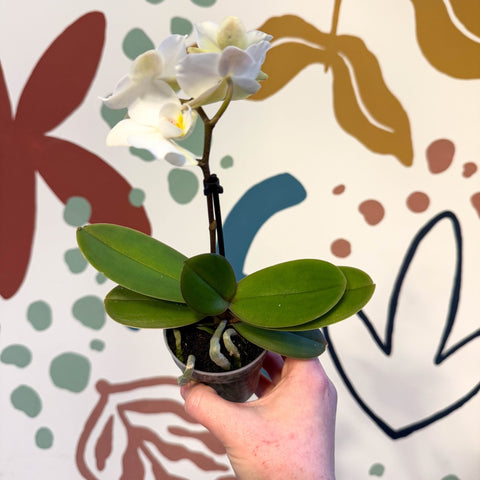 Phalaenopsis 'Noor' - Moth Orchid - Sprouts of Bristol