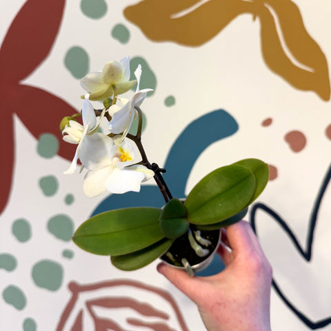 Phalaenopsis 'Noor' - Moth Orchid - Sprouts of Bristol