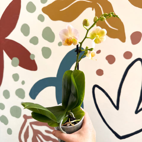 Phalaenopsis - Pale Peachy Pink Moth Orchid - Sprouts of Bristol