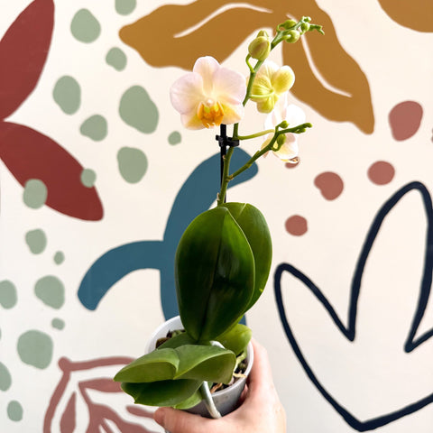 Phalaenopsis - Pale Peachy Pink Moth Orchid - Sprouts of Bristol