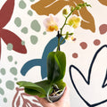 Phalaenopsis - Pale Peachy Pink Moth Orchid - Sprouts of Bristol