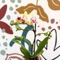 Phalaenopsis - Pale Yellow and Pink Tiny Spotted Moth Orchid - Sprouts of Bristol