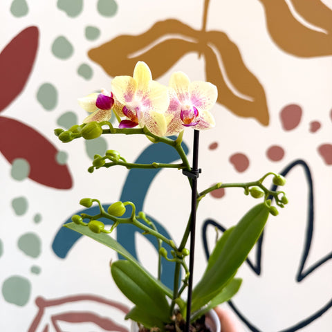 Phalaenopsis - Pale Yellow and Pink Tiny Spotted Moth Orchid - Sprouts of Bristol