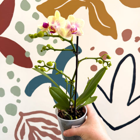 Phalaenopsis - Pale Yellow and Pink Tiny Spotted Moth Orchid - Sprouts of Bristol