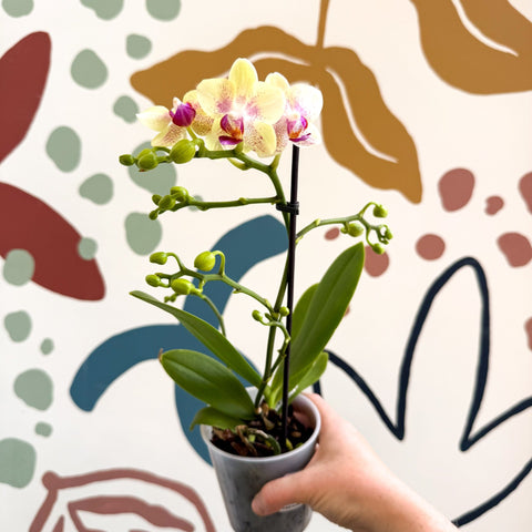 Phalaenopsis - Pale Yellow and Pink Tiny Spotted Moth Orchid - Sprouts of Bristol