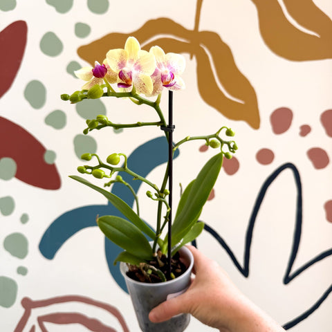 Phalaenopsis - Pale Yellow and Pink Tiny Spotted Moth Orchid - Sprouts of Bristol