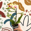 Phalaenopsis - Pale Yellow and Pink Tiny Spotted Moth Orchid - Sprouts of Bristol