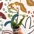 Phalaenopsis - Pale Yellow and Pink Tiny Spotted Moth Orchid - Sprouts of Bristol